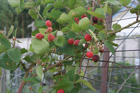 Raspberries! (at the WB Community Garden)