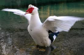 Clean Male Duck