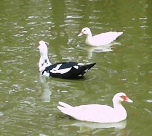 Ducks in small pond (2)