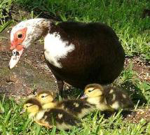 Momma duck with babies