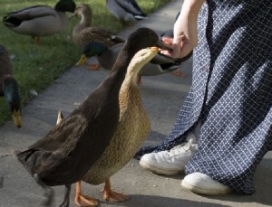 Duck feeding